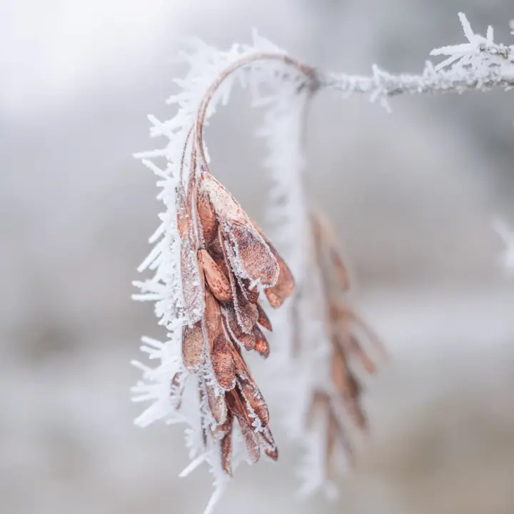 X100V - Makro und schönes Bokeh