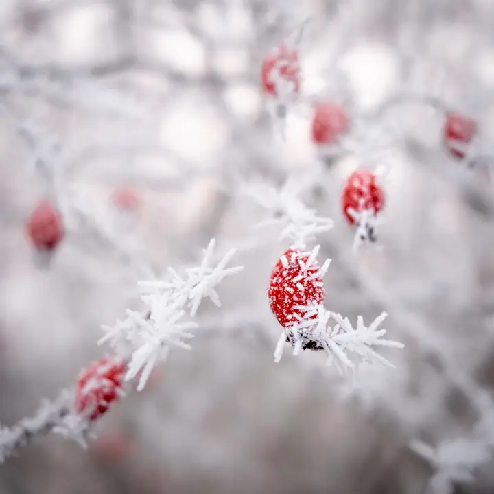 X100V - Makro und schönes Bokeh