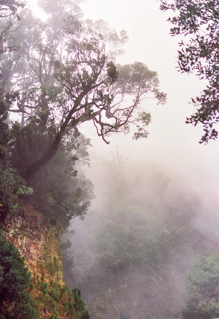 In den Nebelwäldern Gomeras