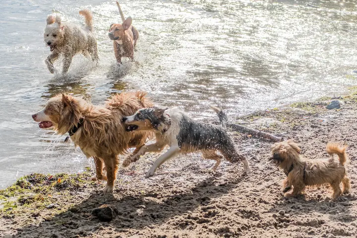 Mehrere Hunde stürmen aus einem glitzernden See ans Ufer, das Wasser spritzt in alle Richtungen