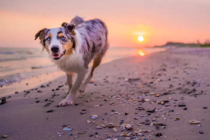 Milli läuft in der Abendsonne am Strand auf die Kamera zu, hinter ihr steht die Sonne tief über dem Meer