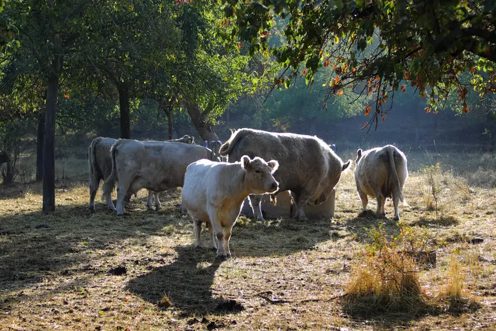 Immer wieder idyllische Momente, hier bei Rothenburg an der Saale