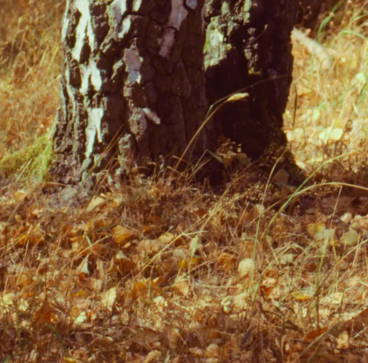 Beispielbidl #1, Detail