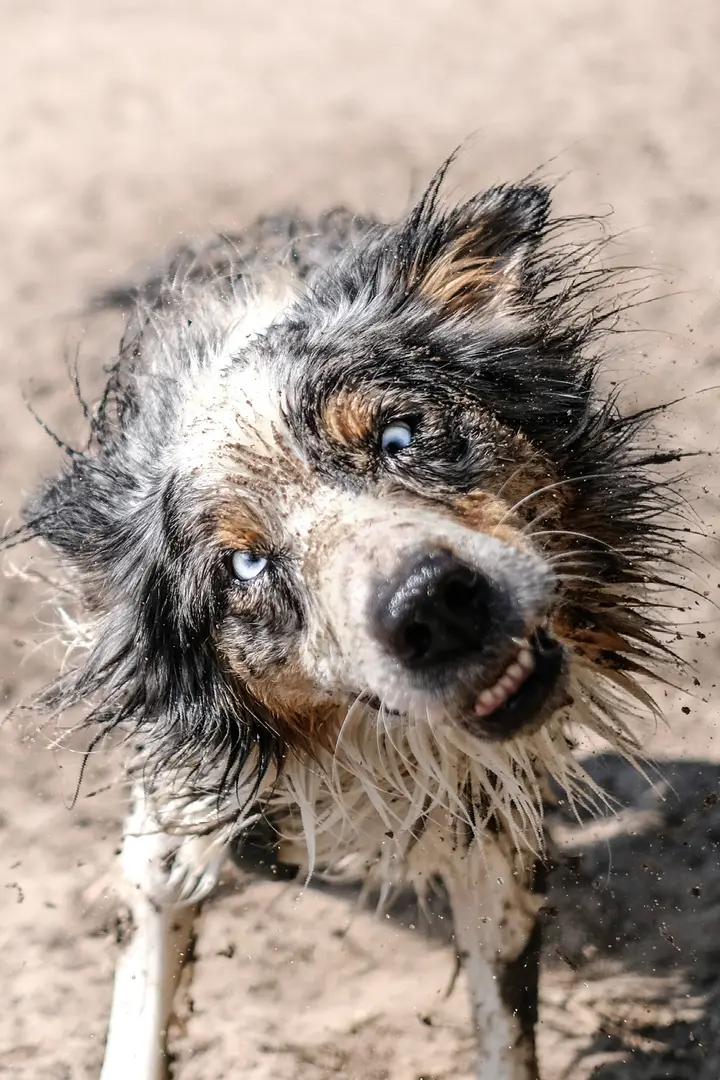 Ein sandverkrusteter Australian Shepherd schüttelt sich, Sand und Dreck fliegen vom Fell, der Blick geht nach oben in die Kamera