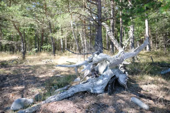 Öland Trollskogen
