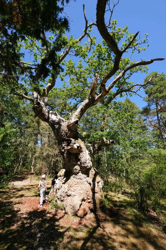 Öland Trollskogen