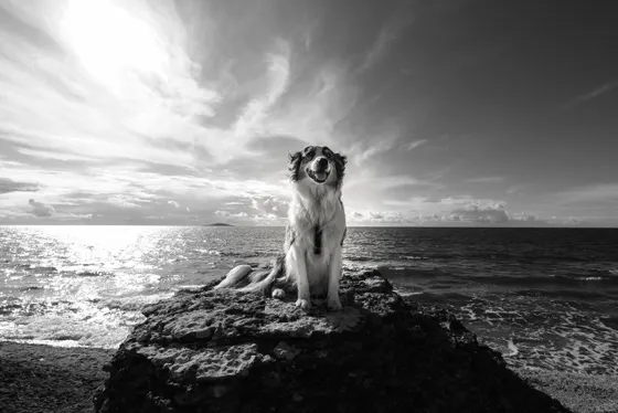 Öland Byrums Rauken