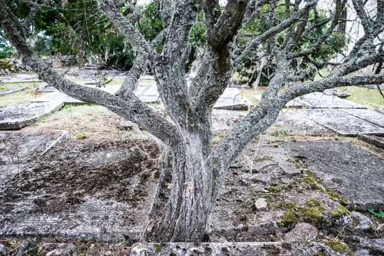 Öland Källa Gamla Kyrka - Friedhof