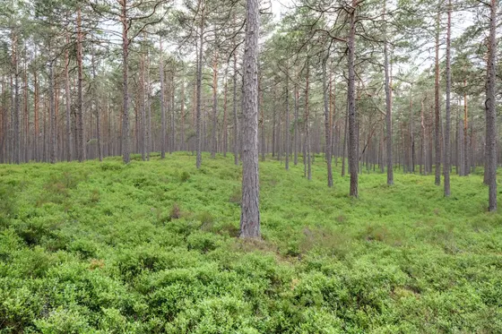 Ölands Norden - Blaubeeren