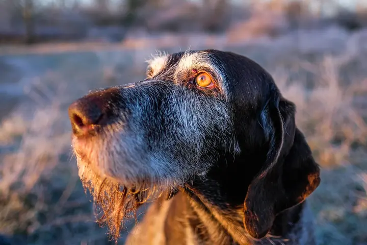 Nahaufnahme eines Drahthaar-Hundekopfes im warmen Morgenlicht, das Auge scharf, die frostige Wiese dahinter in weicher Unschärfe