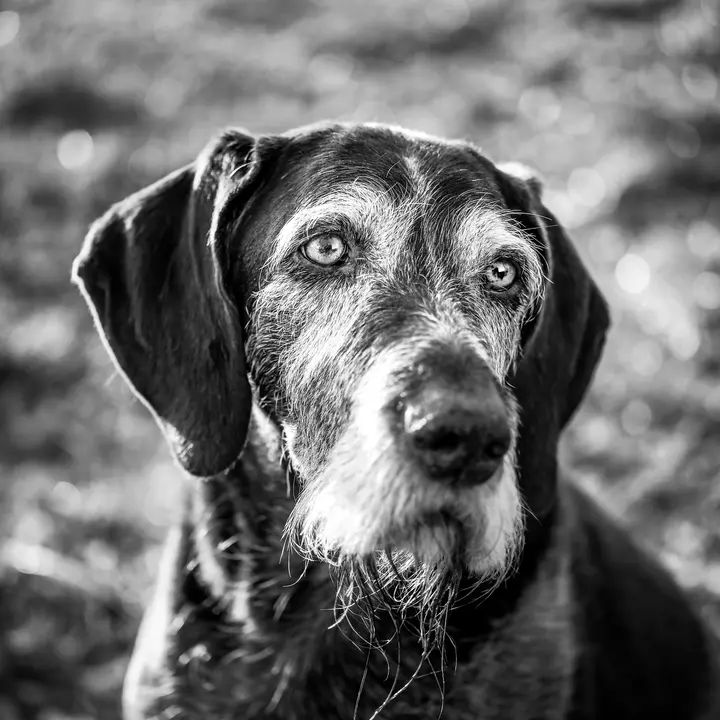 Schwarzweißes Porträt eines alten Drahthaar-Hundes mit grauer Schnauze, der direkt in die Kamera blickt
