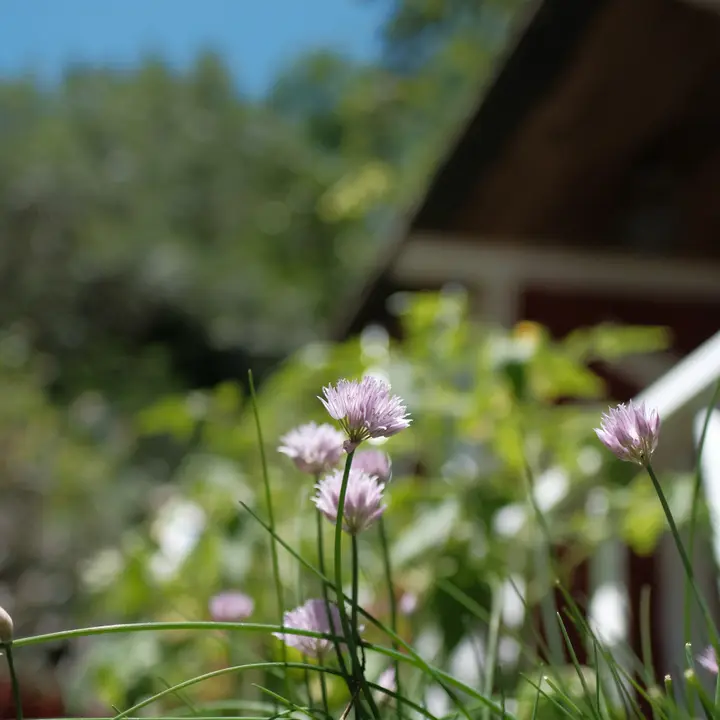 Blühender Schnittlauch