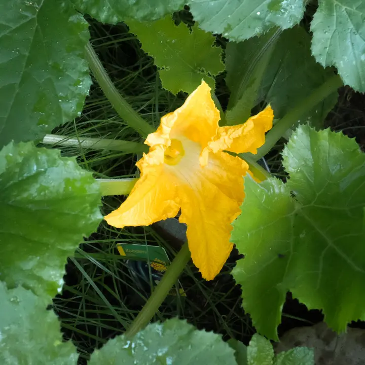 Zucchiniblüte