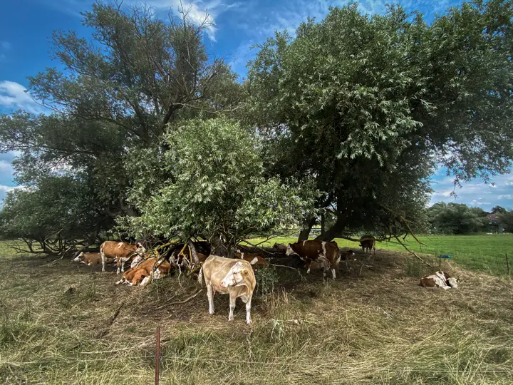 Kühe im Schatten