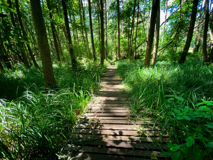 Knüppeldamm bei Wendisch Rietz