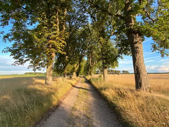 Die Kastanienallee zwischen Annenwalde und Vorwerk Annenwalde