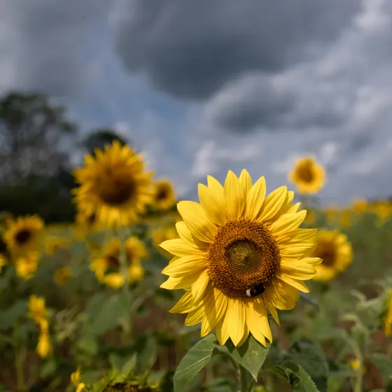 Sonnenblumenfeld zwischen Alt Placht und Vorwerk Annenwalde