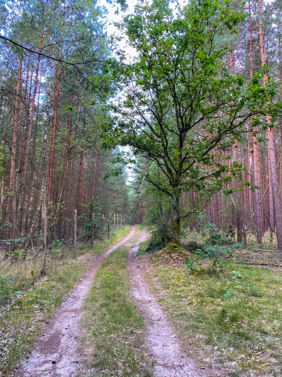 Waldimpression Uckermark