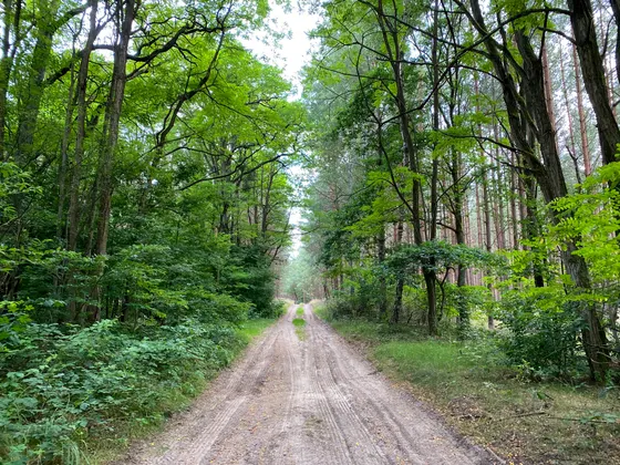Waldimpression Uckermark