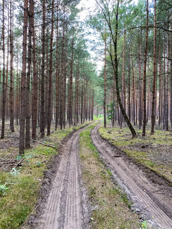Waldimpression Uckermark