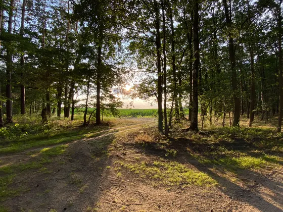 Waldimpression Uckermark