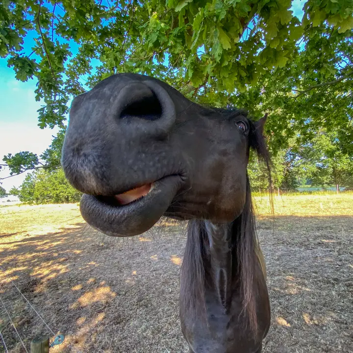 Neugierige Pferdenasen!