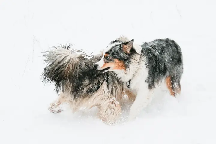 Milli tobt mit einem zotteligen Hund durch tiefen Schnee, der Schnee stiebt auf