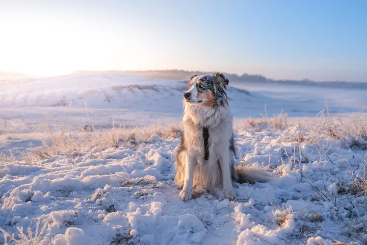 Milli sitzt in einer verschneiten, raureifbedeckten Hügellandschaft im weichen Morgenlicht und schaut zur Seite