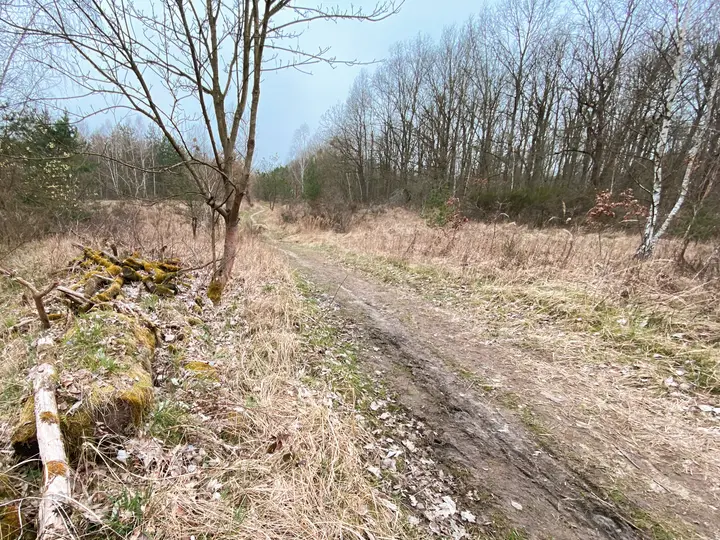 Verbindungspfad in der Döberitzer Heide
