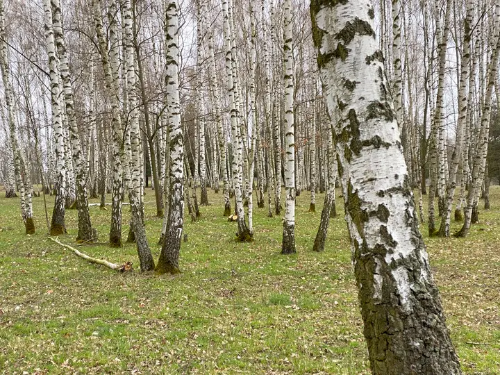 Birkenhain am Hahneberg