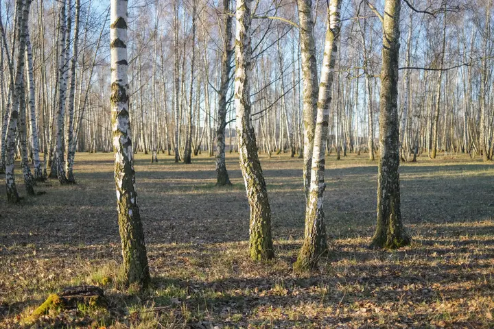 Birkenhain auf dem Hahneberg