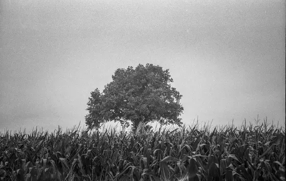 Beispielfoto (Olympus Mju II; Ilford HP5, Rodinal)