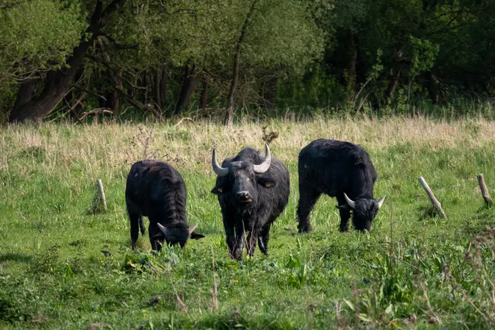 Schwarzbüffel in den Tiefwerder Wiesen, Spandau