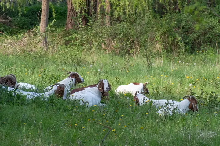 Ziegenherde in den Tiefwerder Wiesen, Spandau
