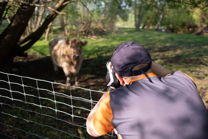 Fleckvieh in der Sackgasse, Tiefwerder Wiesen, Spandau