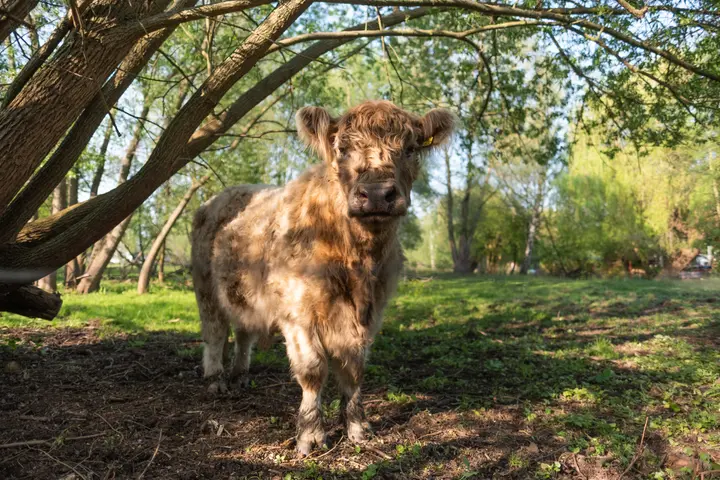 Fleckvieh in der Sackgasse, Tiefwerder Wiesen, Spandau