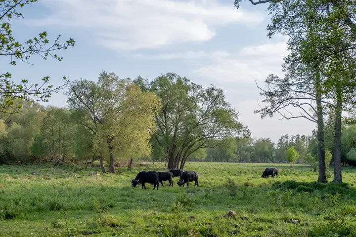 Schwarzbüffel in den Tiefwerder Wiesen, Spandau