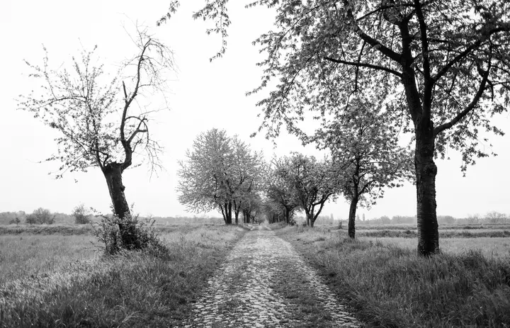 Gepflasterter Weg durch die Rieselfelder