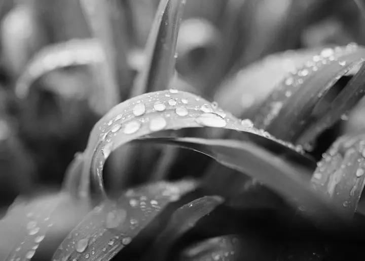 Nahaufnahme von Regentropfen auf Grasblättern