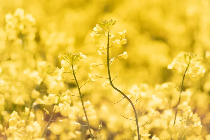 Rapsblüte