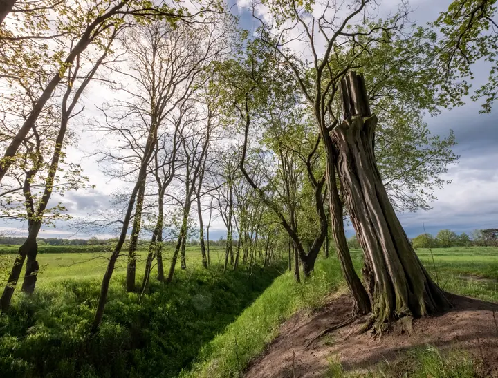 Alter Baumstam auf den Rieselfeldern