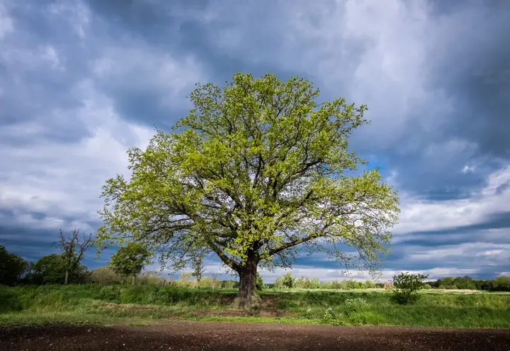 Die letzten Sonnensstrahlen vor dem Regen
