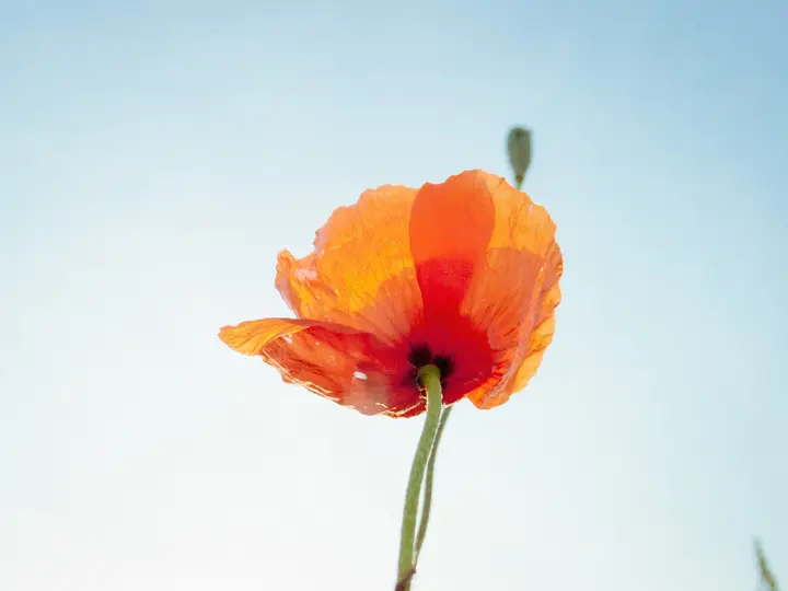 RAW Foto 4: Mohnblume im Gegenlicht