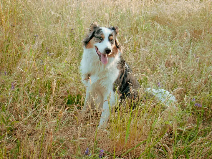 RAW Foto 5: Milli im Feld