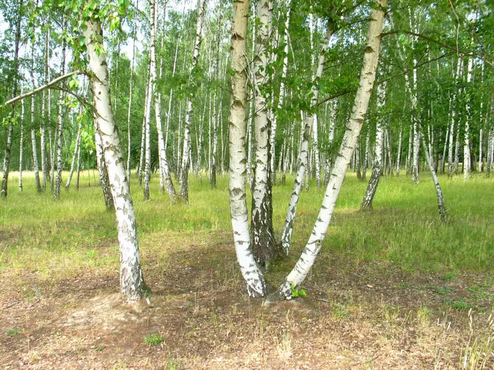 Jpeg Foto 5: Birkenhain am Hahneberg