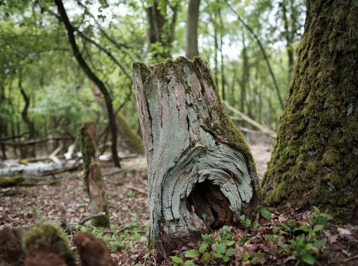 Döberitzer Heide, Baumstumpf