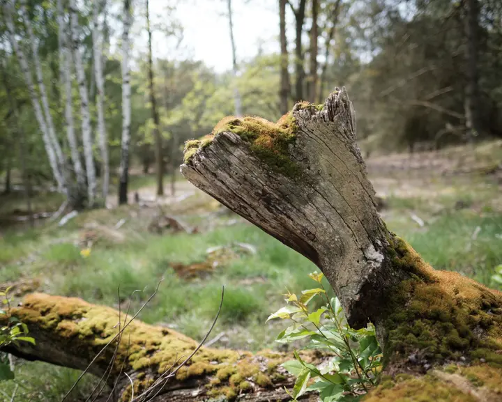 Döberitzer Heide, Moos