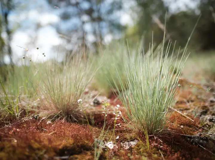 Döberitzer Heide, Flechten und Gräser