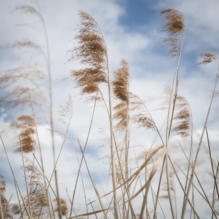 Schilfgras im Wind