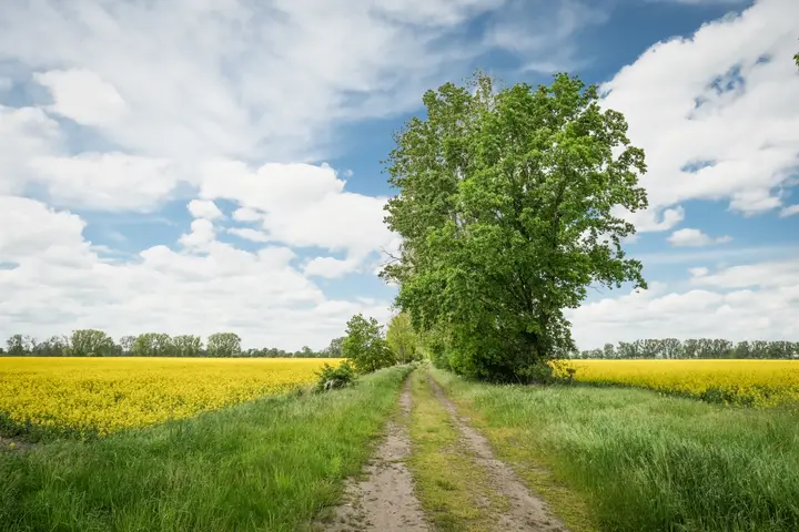 Rapsfelder im Havelland